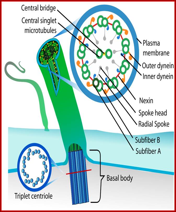 http://biobook.nerinxhs.org/bb/cells/cell_biology/1000px-Eukaryotic_cilium_diagram_en.png