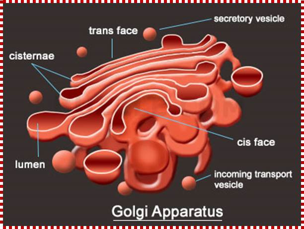 http://www.buzzle.com/images/diagrams/animal-cell-structure/golgi-apparatus.jpg