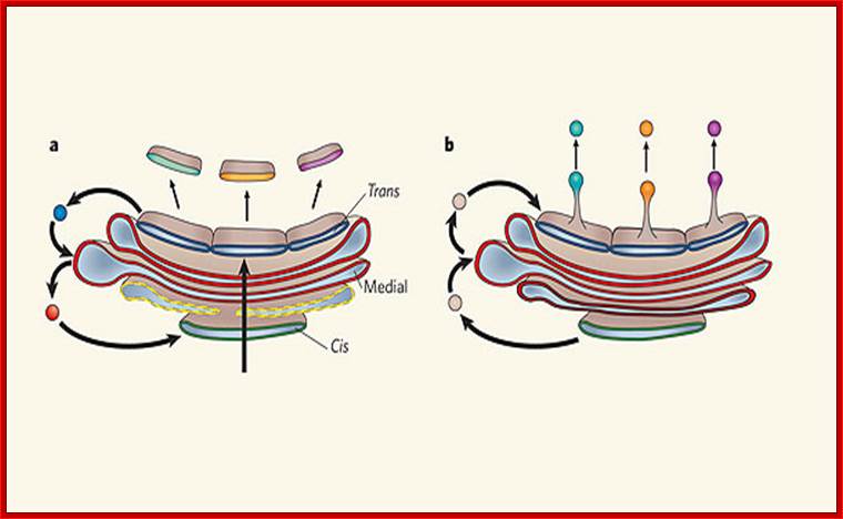 Two schematic illustrations show two models of protein movement through the Golgi apparatus: the cisternal maturation model and the vesicular transport model.