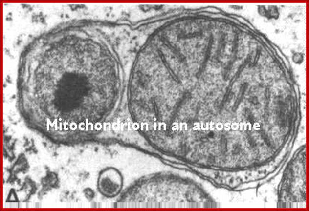 http://www.cytochemistry.net/cell-biology/mitoauto.jpg