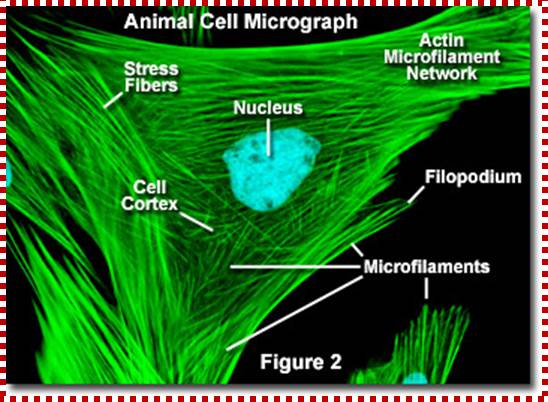 http://micro.magnet.fsu.edu/cells/microfilaments/images/microfilamentsfigure2.jpg