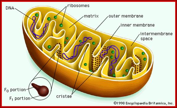 http://www.mthira.vic.edu.au/Science/Plant/images/Mitochondria.gif