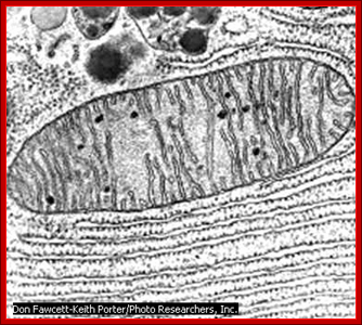 http://coturnix.files.wordpress.com/2010/08/a3-mitochondria.png