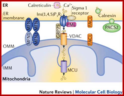 Mitochondria as sensors and regulators of calcium signalling
