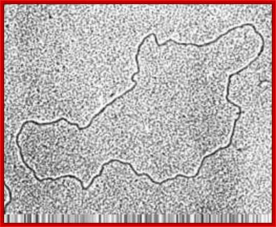 http://www.cytochemistry.net/cell-biology/mitodna.jpg