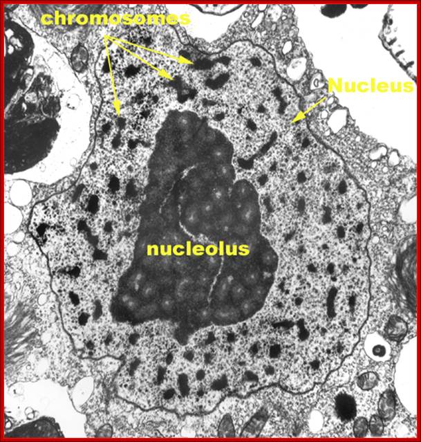 http://triemerlab.plantbiology.msu.edu/Euglena/eug_mitosis_web/ANISO_INTER_web.jpg