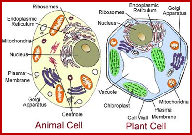 http://www.mrsec.psu.edu/education/nano-activities/cells/model_a_membrane/images/cell4_2.png
