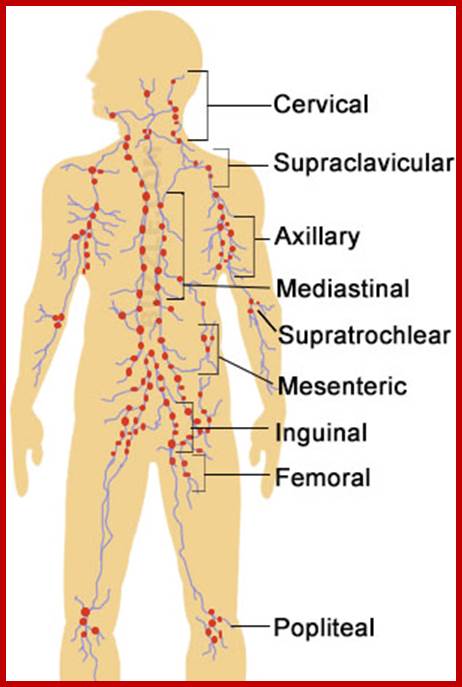 Image result for lymph nodes