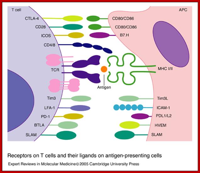 Image result for T cell receptors