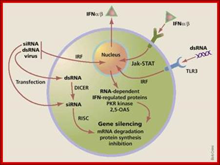 ds RNA IRFRNAi