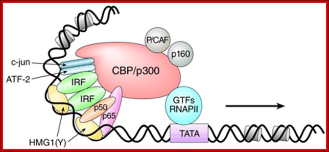 <B>CREB</B>-binding protein and p300 in transcriptional regulation.