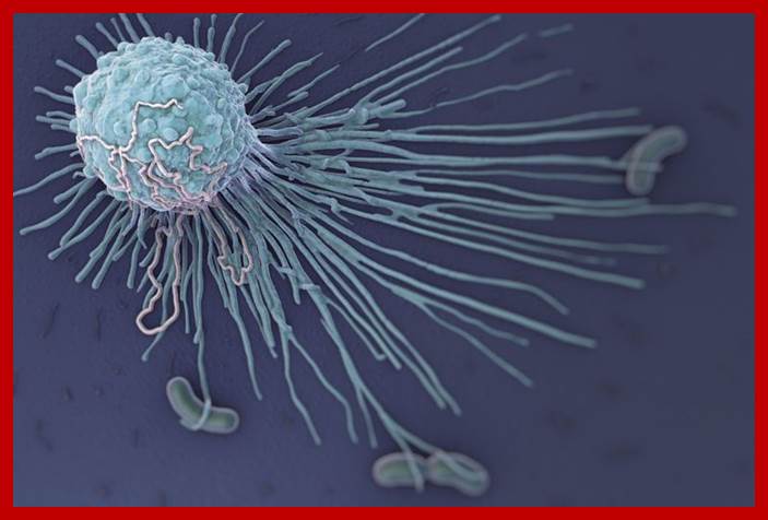 Image result for macrophage cells