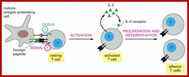 Description: Figure 24-65. The stimulation of T cells by IL-2 in culture.