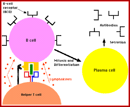 Description: http://users.rcn.com/jkimball.ma.ultranet/BiologyPages/T/Th_Lymphokines.gif