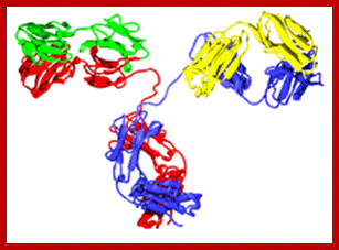 Image result for immunoglobulin structure