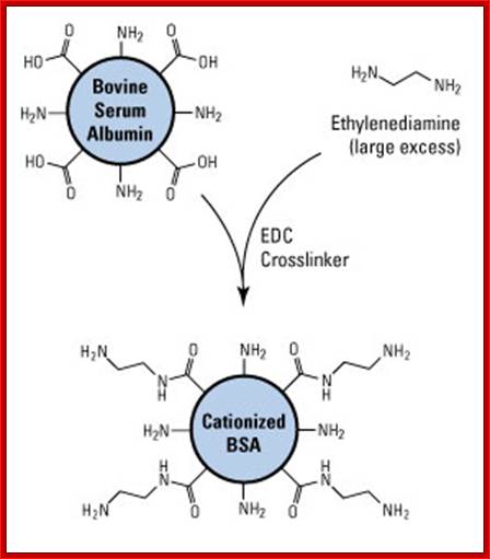 Description: Cationization of BSA using EDC crosslinker and ethylenediamine.