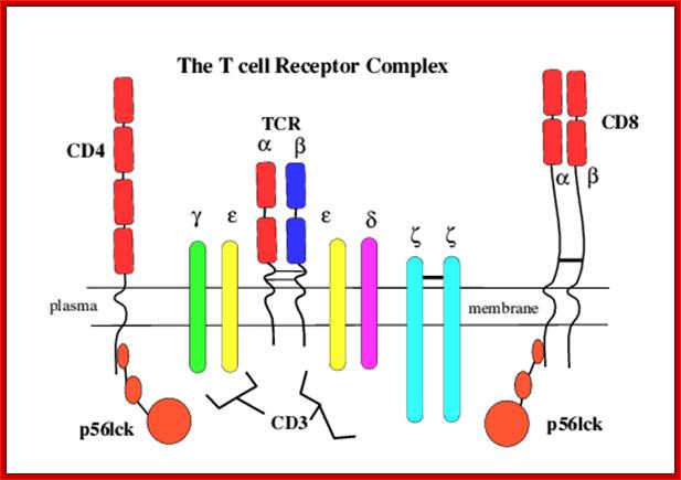 Description: http://www.cartage.org.lb/en/themes/sciences/lifescience/GeneralBiology/Immunology/Recognition/Tcell/Tcellcomplex/TCRcomplex.gif
