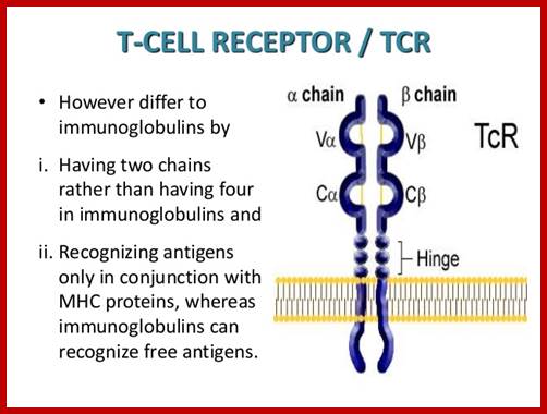 Image result for comparison between BCR and TCR proteins