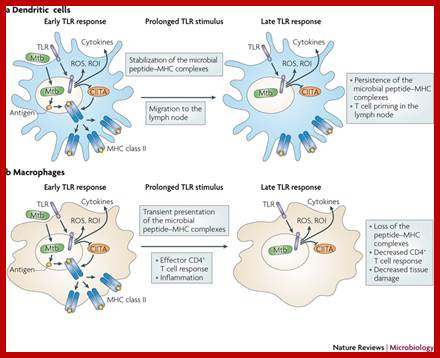 Figure 5: The different responses of macrophages and dendritic cells to Toll-like receptor signalling.Although macrophages and dendritic cells (DCs) both secrete cytokines and produce antimicrobials (such as reactive oxygen species (ROS) and reactive oxygen intermediates (ROI)) in response to Toll-like receptor (TLR) signalling, these cell types differ in how their major histocompatibility complex (MHC) class II antigen presentation function is regulated by TLR signalling. a | In DCs, TLR signalling induces maturation, which involves increased expression of peptide–MHC class II molecule complexes and co-stimulatory molecules. DC maturation also involves migration to lymph nodes, where DCs present antigen to naive T cells, priming the T cell response to pathogens. b | By contrast, macrophages initially show little decrease in MHC class II antigen presentation and then, after prolonged stimulation (approximately 24 hours or more), show inhibition of antigen presentation with decreased expression of MHC class II molecules. This contrast in MHC class II levels results from regulation of the post-translational stability of MHC class II molecules, which is greatly enhanced during DC maturation but is not increased in macrophages upon TLR stimulation. Accordingly, TLR stimulation of DCs by microorganisms results in a final burst of antigen processing and the accumulation of a kinetic cohort of peptide–MHC class II molecule complexes that include microbial peptides; this cohort is expressed for a prolonged period and provides effective stimulation of naive T cells. DCs present antigen in lymph nodes to activate naive T cells, whereas macrophages present antigens to effector T cells at sites of infection, which produces inflammatory responses that can damage host tissues if they are not controlled. This model proposes that macrophages decrease antigen presentation after prolonged TLR stimulation as a means of homeostatic negative-feedback regulation to limit tissue damage from excessive activation of effector T cells. CIITA, MHC class II transactivator; Mtb, Mycobacterium tuberculosis.