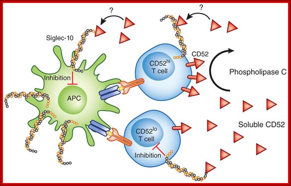 Possible mechanisms of suppression by soluble CD52.