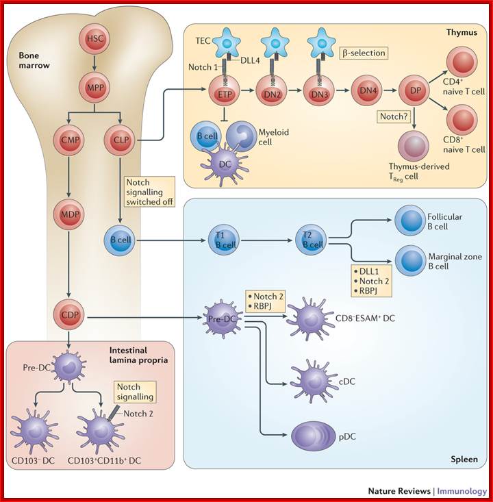 Notch signalling in immune cell development.
