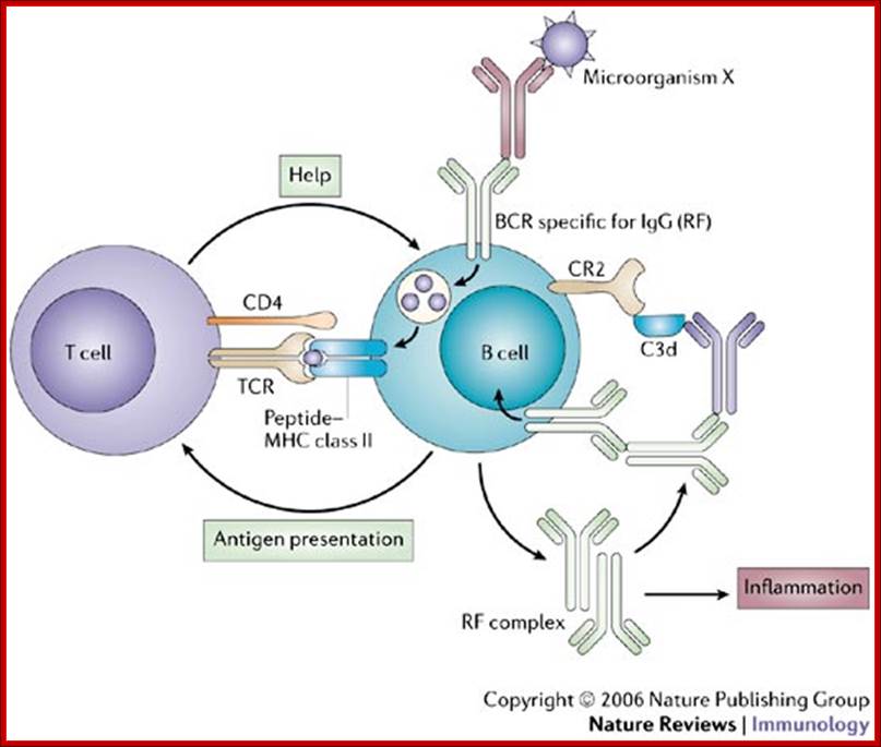 B-cell targeting in rheumatoid arthritis and other autoimmune diseases