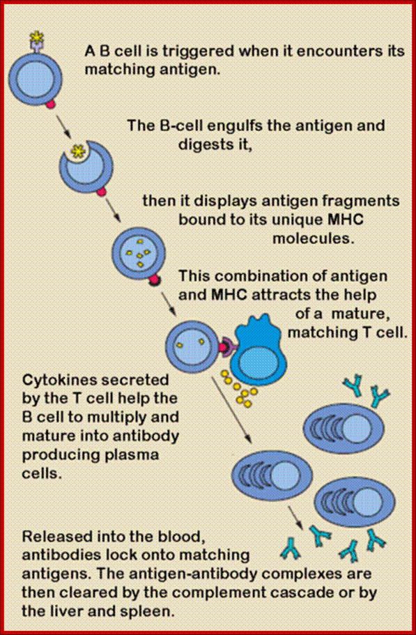 File:B cell activation.png