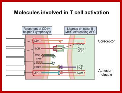 Image result for Molecules involved in T cell activation