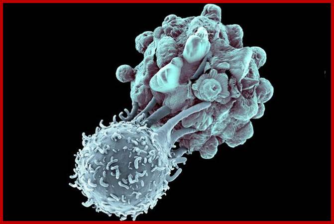 Description: Killer T-Lymhotcyte attacking a Cancer Cell
