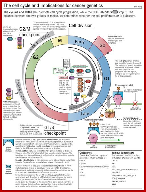 cell cycle regulation
