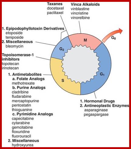 cell cycle and chemotherapy