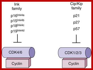Image result for cell cycle inhibitors-inK4 and clip/Kip