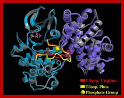 CyclinA-Cdk2 Phosphorylated on Thr160
