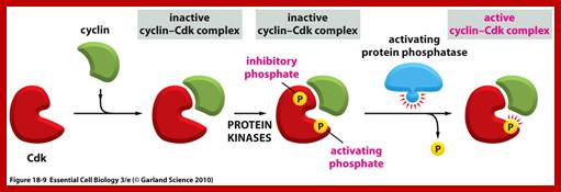 Image result for role of cyclin and cdk in cell cycle