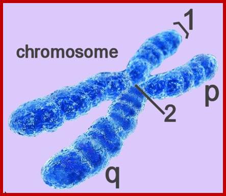 Image result for condensed chromosomes
