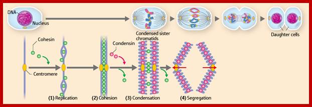 Image result for action of condensin during cell division