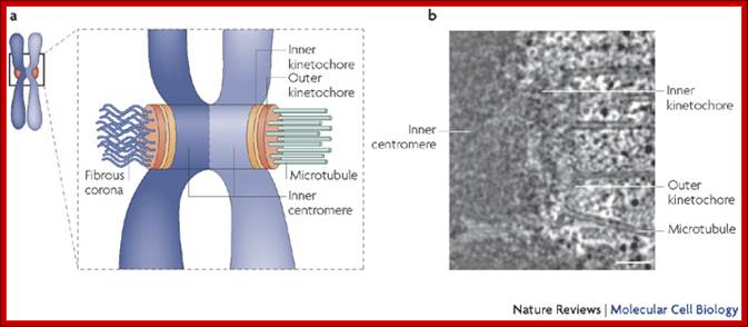 Molecular architecture of the kinetochore|[ndash]|microtubule interface