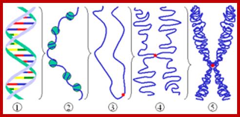 Image result for Nucleosomal thread to chromosomal thread