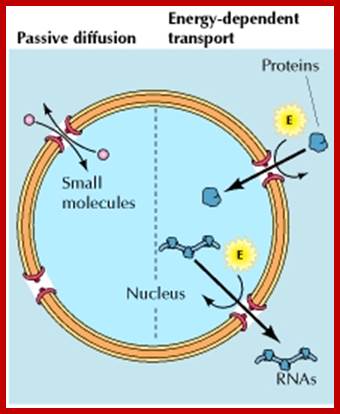 Figure 8.5. Molecular traffic through nuclear pore complexes.