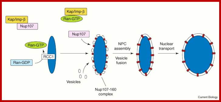 Nuclear envelope (NE) and nuclear pore complex (NPC) assembly.In Xenopus egg ...
