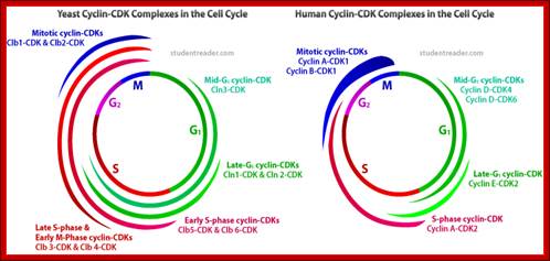 cell cycle mitosis biochemical pathway cyclin cdks