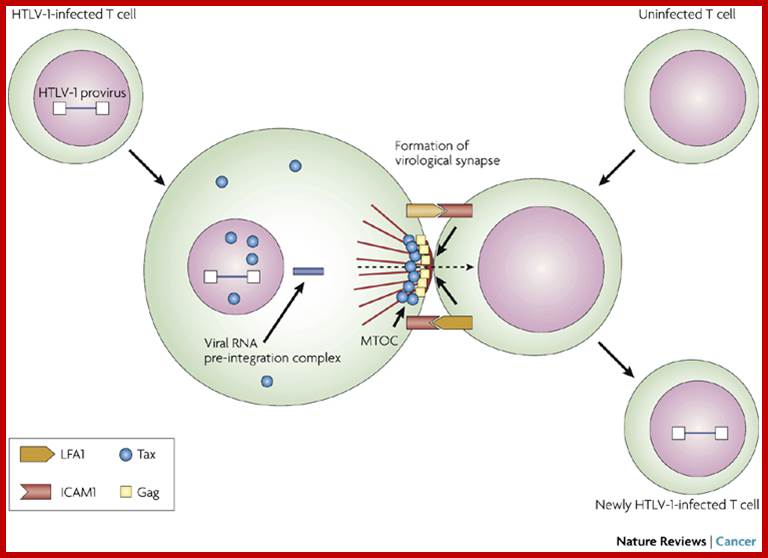 Human T-cell leukaemia virus type 1 (HTLV-1) infectivity and cellular transformation