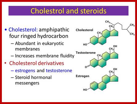 Image result for cholesterol derivatives