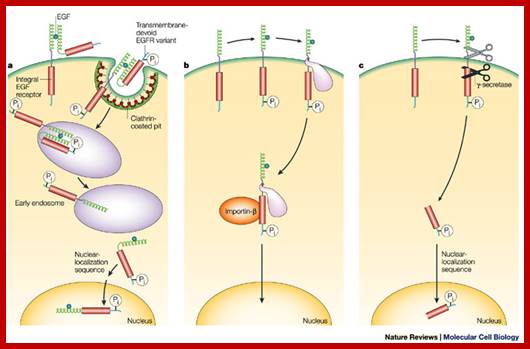 Signalling shortcuts: cell-surface receptors in the nucleus?