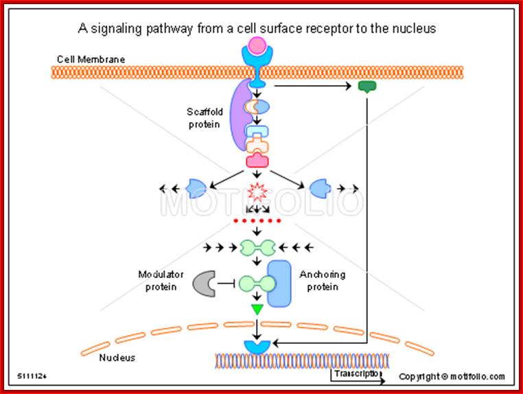 A signaling pathway from a cell surface receptor to the nucleus, PPT PowerPoint drawing diagrams, templates, images, slides