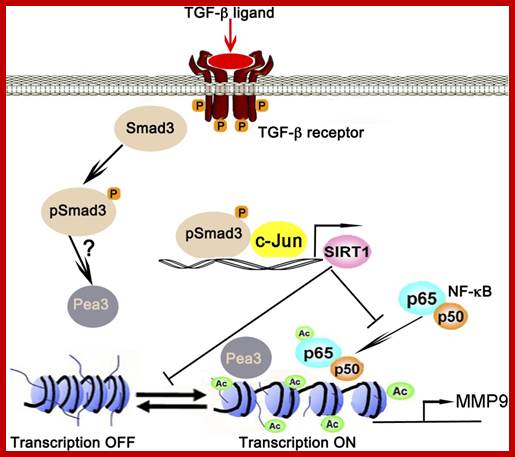 Image result for TGF bindins leads to transcription