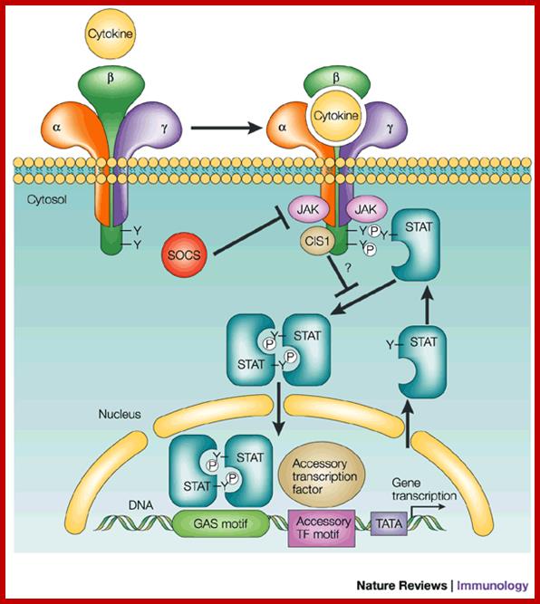 Image result for cytokines signalling