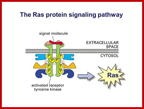 Image result for RAS signal pathway