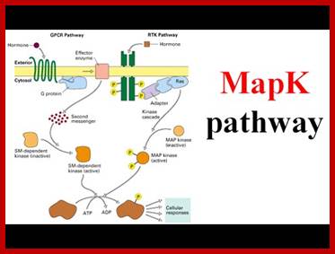 Image result for MAP Kinase pathway