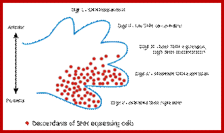 Image result for Hedgehog signalling in removing web between fingers